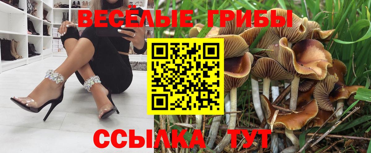 Галлюциногенные грибы прущие грибы  закладка  Псилоцибиновые грибы Psilocybine cubensis  Стрежевой 